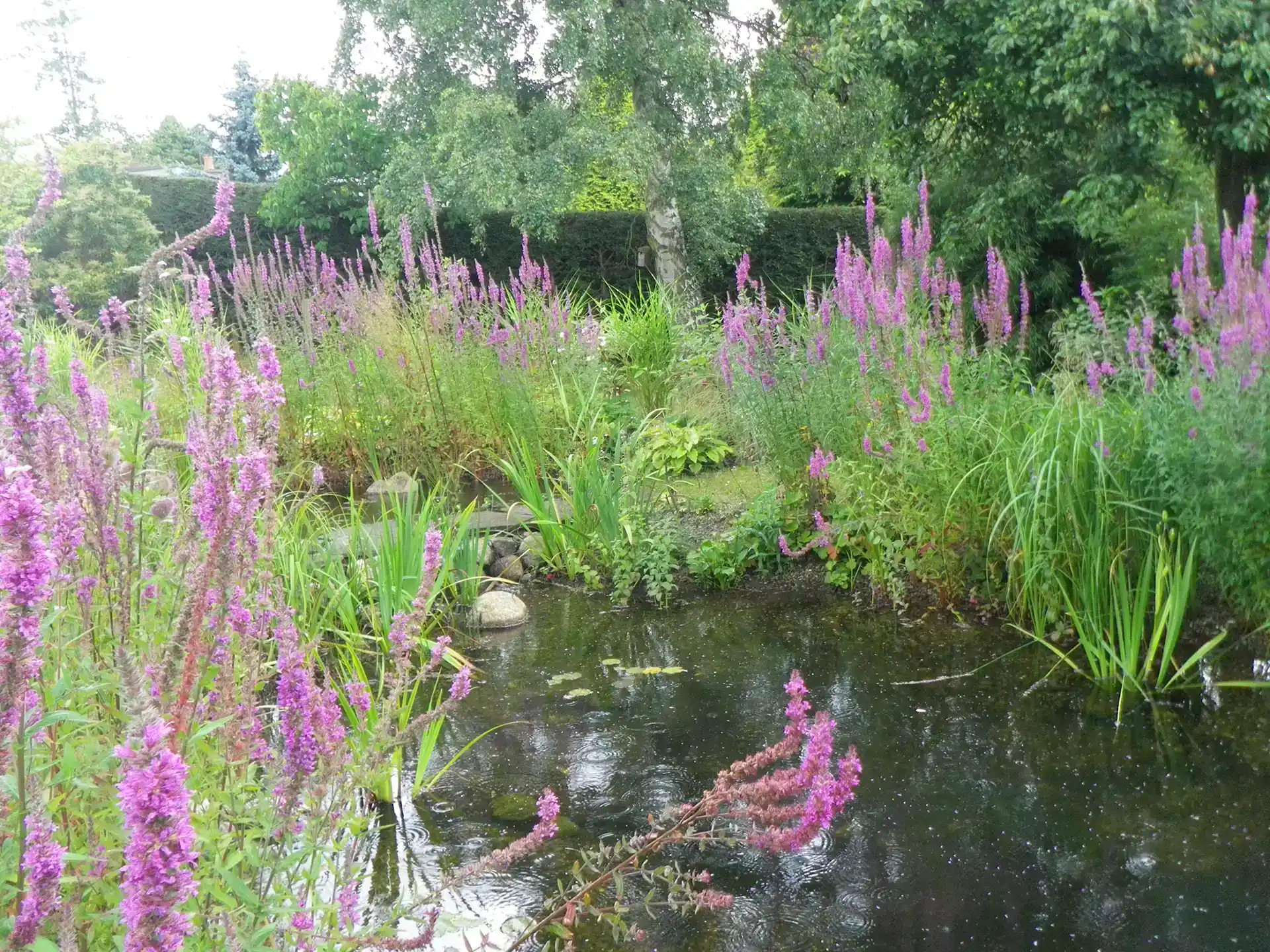 wild flower space creation by A&R landscapes penrith